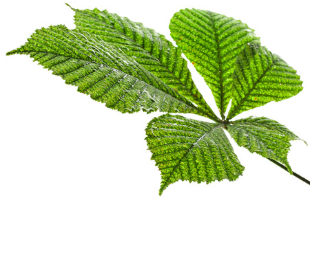 One Single Leaf of horse chestnut tree close up  Aesculus hippocastanum  isolated on a white backgroundの写真素材
