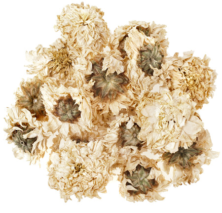 Dried chrysanthemum flowers, floral tea  isolated on white backgroundの写真素材