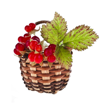Wild Forestry Stone Bramble berry (Rubus saxatilis) in wicker basket close up isolated on white...