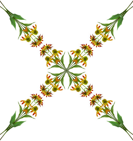abstract pattern floral background of Yellow coneflowers (Echinacea), isolated on white Backgroundの写真素材