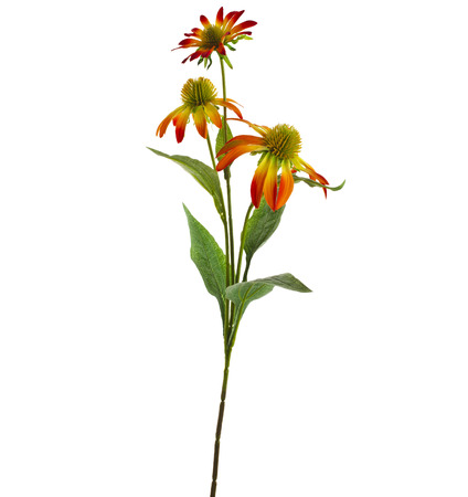 Echinacea daisy Flower isolated on White Backgroundの写真素材