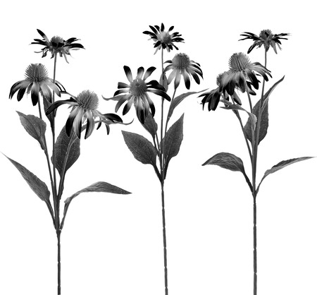 Collectiom set of Echinacea Flower isolated on White Backgroundの写真素材