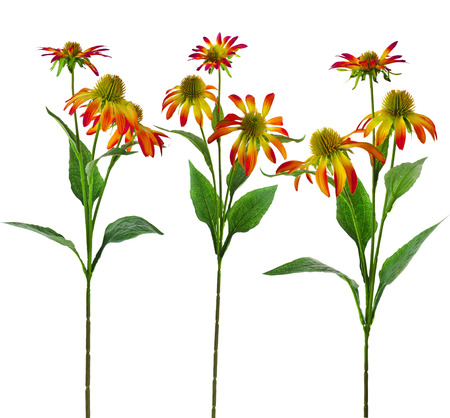 Collection set of Echinacea Flower isolated on White Backgroundの写真素材