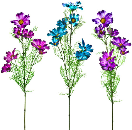 Collection set of Garden Cosmos Flowers on White Backgroundの写真素材