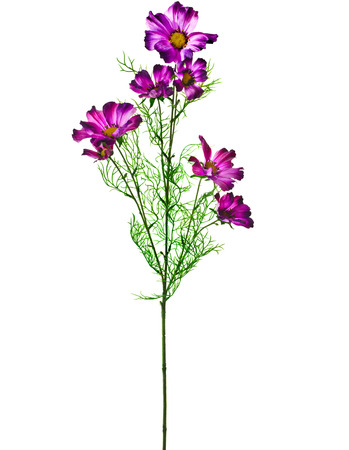 One Purple Garden Cosmos Bipinnatus Flower on White Backgroundの写真素材