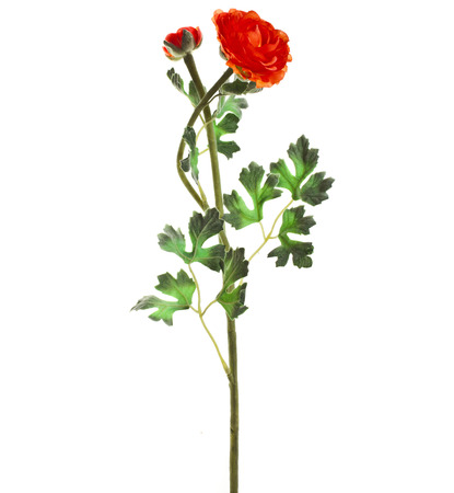 Single Buttercup Flower Ranunculus isolated on white backgroundの写真素材