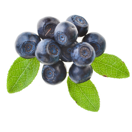 blueberries plant isolated on white backgroundの写真素材