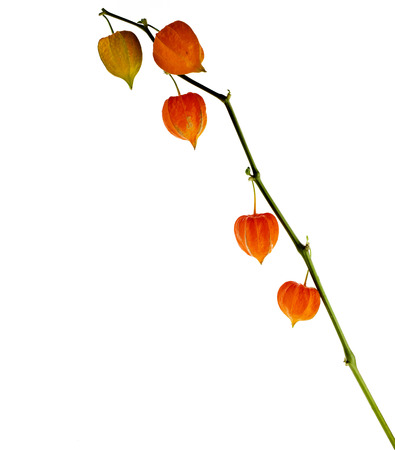 Physalis alkekengi plant with inflorescence Isolated on white backgroundの写真素材