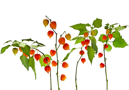 Physalis alkekengi plant with inflorescence Isolated on white backgroundの写真素材