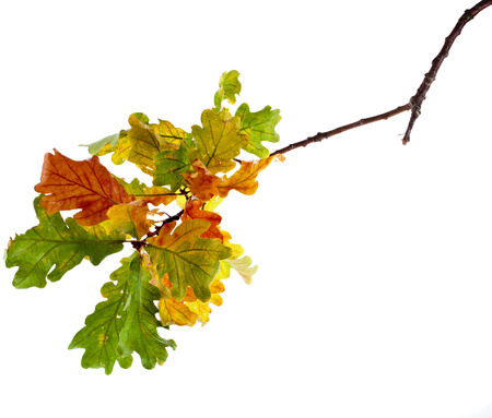 Autumn Oak Leaves isolated on white backgroundの写真素材