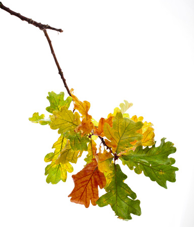 Colored Autumn Oak branch isolated on white backgroundの写真素材