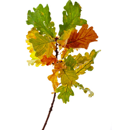 Colored Autumn Oak branch isolated on white backgroundの写真素材