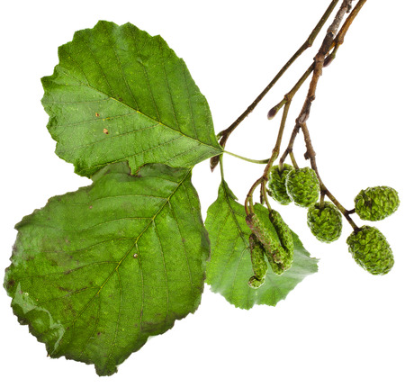 alder branch with green cones isolated on white backgroundの写真素材