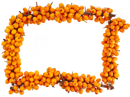 top frame from branch of fresh orange sea-buckthorn berries on isolated white backgroundの写真素材
