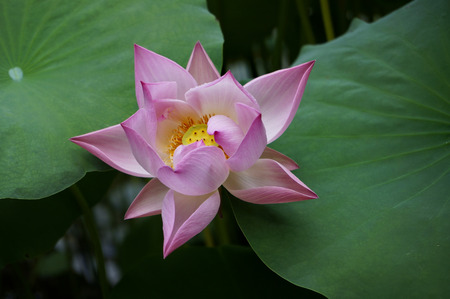 beautiful Lotus flower plantの写真素材