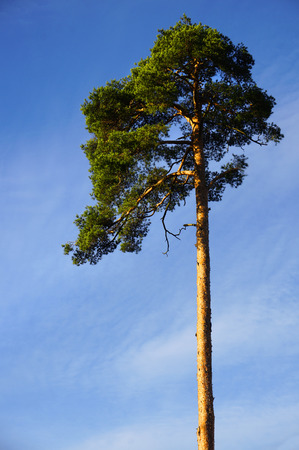 Single high beautiful spring pine tree on blue sky backgroundの写真素材