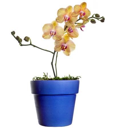 Beautiful colorful flower Orchid, phalaenopsis in flowerpot isolated on white backgroundの写真素材
