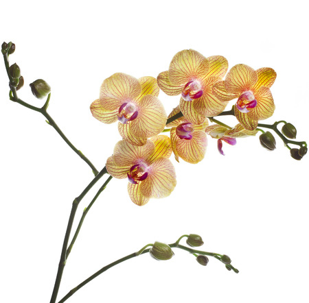 Beautiful Flower Orchid branch close up isolated on white backgroundの写真素材