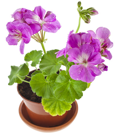 Pink geranium flower in a clay pot isolated on white backgroundの写真素材