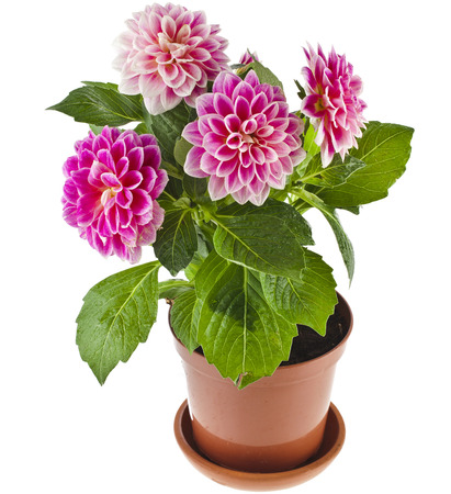Colored Dahlia Flowers Plant in a pot Isolated on White Backgroundの写真素材