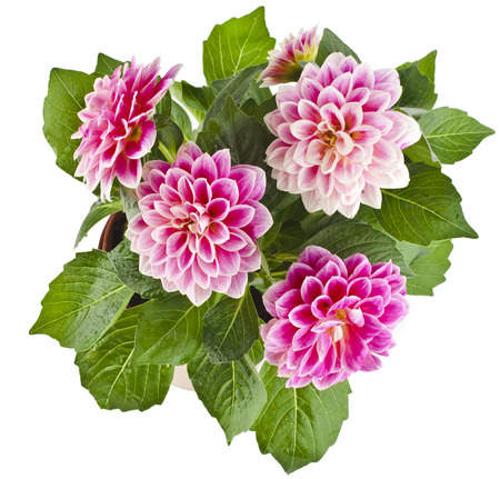 Beautiful Pink Dahlia Flowers bouquet Isolated on White Backgroundの写真素材