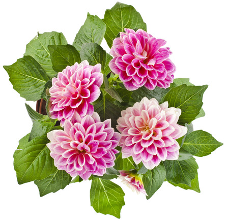 Beautiful Pink Dahlia Flowers bouquet Isolated on White Backgroundの写真素材