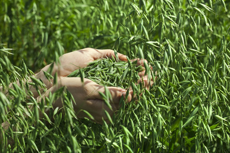a handful of ripe green oats on the background of the summer field, harvest conceptの写真素材