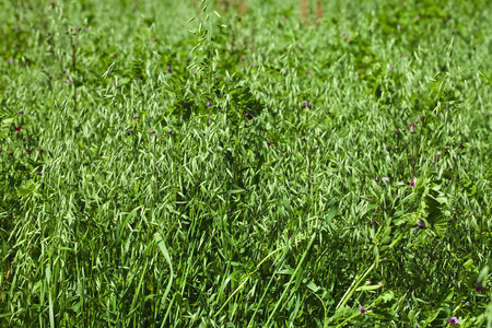 green oat field on summer dayの写真素材