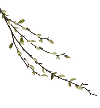 Spring branches Catkins Willow isolated on white backgroundの写真素材