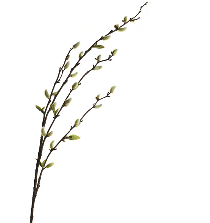 Spring branches Catkins Willow isolated on white backgroundの写真素材