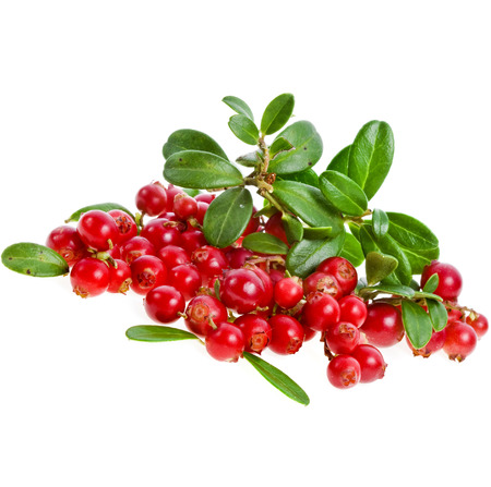 cranberries cowberries heap isolated on white backgroundの写真素材