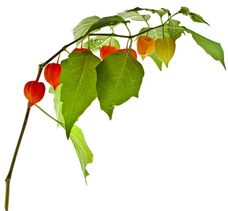 Physalis alkekengi plant Isolated on white backgroundの写真素材