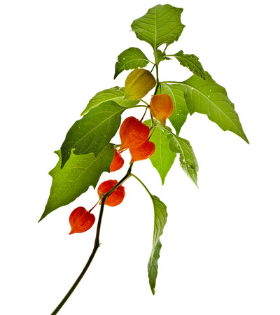 Physalis alkekengi plant with inflorescence Isolated on white backgroundの写真素材