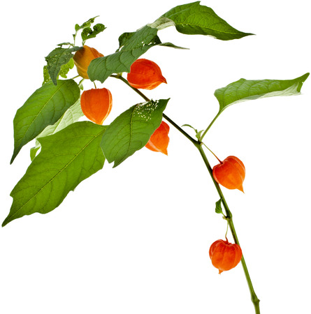 Physalis alkekengi plant with inflorescence Isolated on white backgroundの写真素材