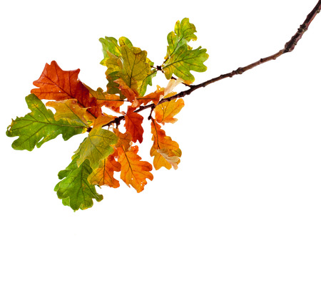 Autumn Oak branch isolated on white backgroundの写真素材