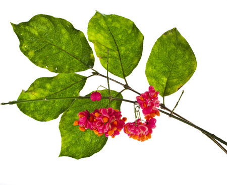 Branch of spindle tree ( Euonymus europaeus) isolated on white backgroundの写真素材
