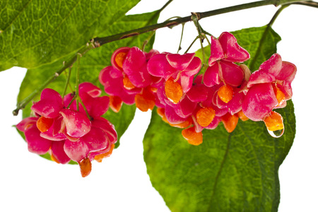 fruits and seed( Euonymus europaeus) on spindle tree isolated on white backgroundの写真素材
