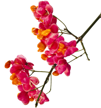 Fruits of spindle tree ( Euonymus europaeus) isolated on white backgroundの写真素材