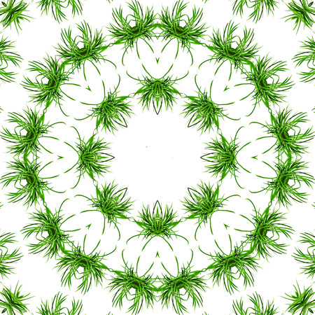 Abstract Frame of green grass Isolated on white backgroundの写真素材