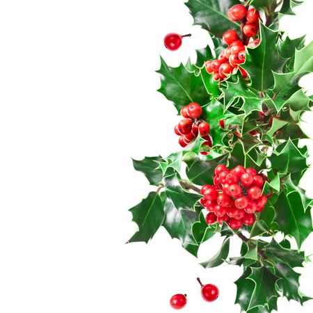 Christmas border with holly plant isolated on white backgroundの写真素材