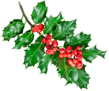 Decorative Christmas branchの写真素材
