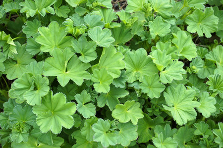 Lady's Mantle or Alchemilla mollis plantsの写真素材