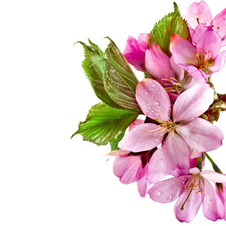 Pink cherry blossom sakura flowers, close up macro shot, isolated on whiteの写真素材