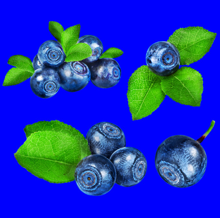 blueberry collection set closeup macro isolated on blue color backgroundの写真素材