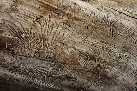 bark beetle gallery engraving on woodの写真素材