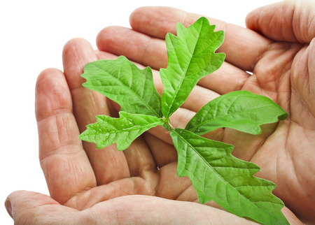Hands holding sapling tree oak isolated on white backgroundの写真素材