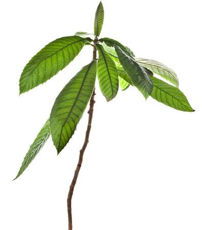 Loquat Medlar Tree isolated on a white backgroundの写真素材