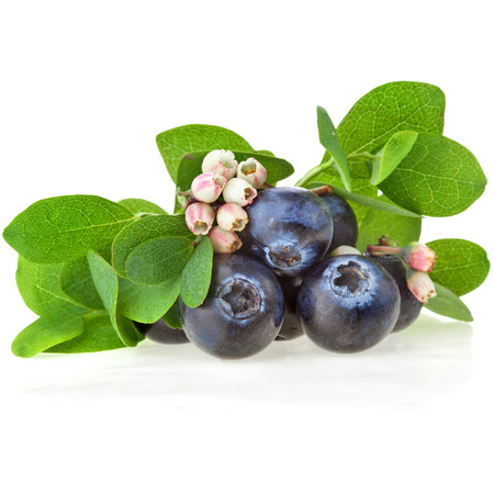 Fresh blueberries berries close up with flowers isolatedの写真素材