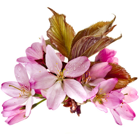 Pink cherry blossom sakura flowers, with water drops isolated on white backgroundの写真素材