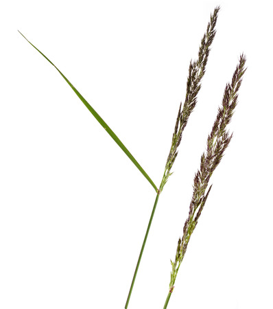 BROMUS POACEAE plant grass close up macro shot Isolated on white backgroundの写真素材